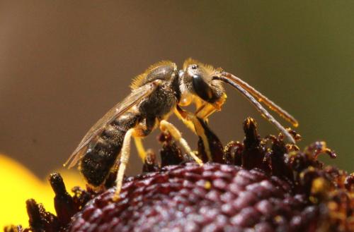 Seladonia tumulorum